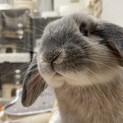 ホーランドロップイヤーを可愛がってくださる方