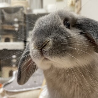 ホーランドロップイヤーを可愛がってくださる方