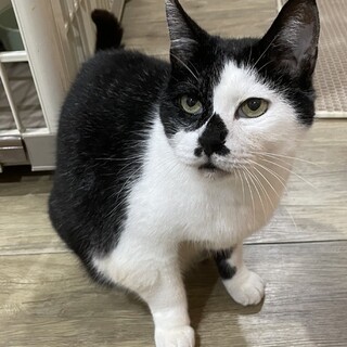 【1/15東日本橋】男は目で語るのさ♡ふくくん