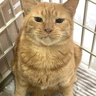 【1/15東日本橋】穏やかな紳士♡まるくん