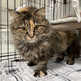 三毛のモフモフちゃんです♪