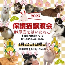 保護猫譲渡会 in 厚底をはいたねこ