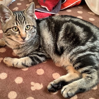 ぐるん君の里親さん募集中