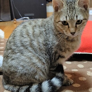 ムーンちゃんの里親さん募集中