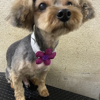 幸せになりました