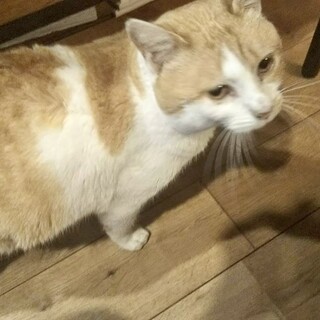 茶白ちゃんに安全安心なお家を(>_<)