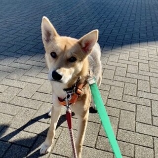 『そぼろ』男の子