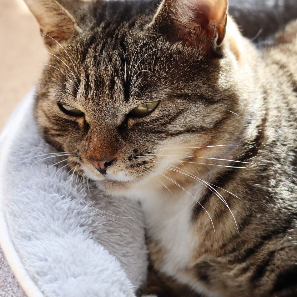 きじのカバー写真