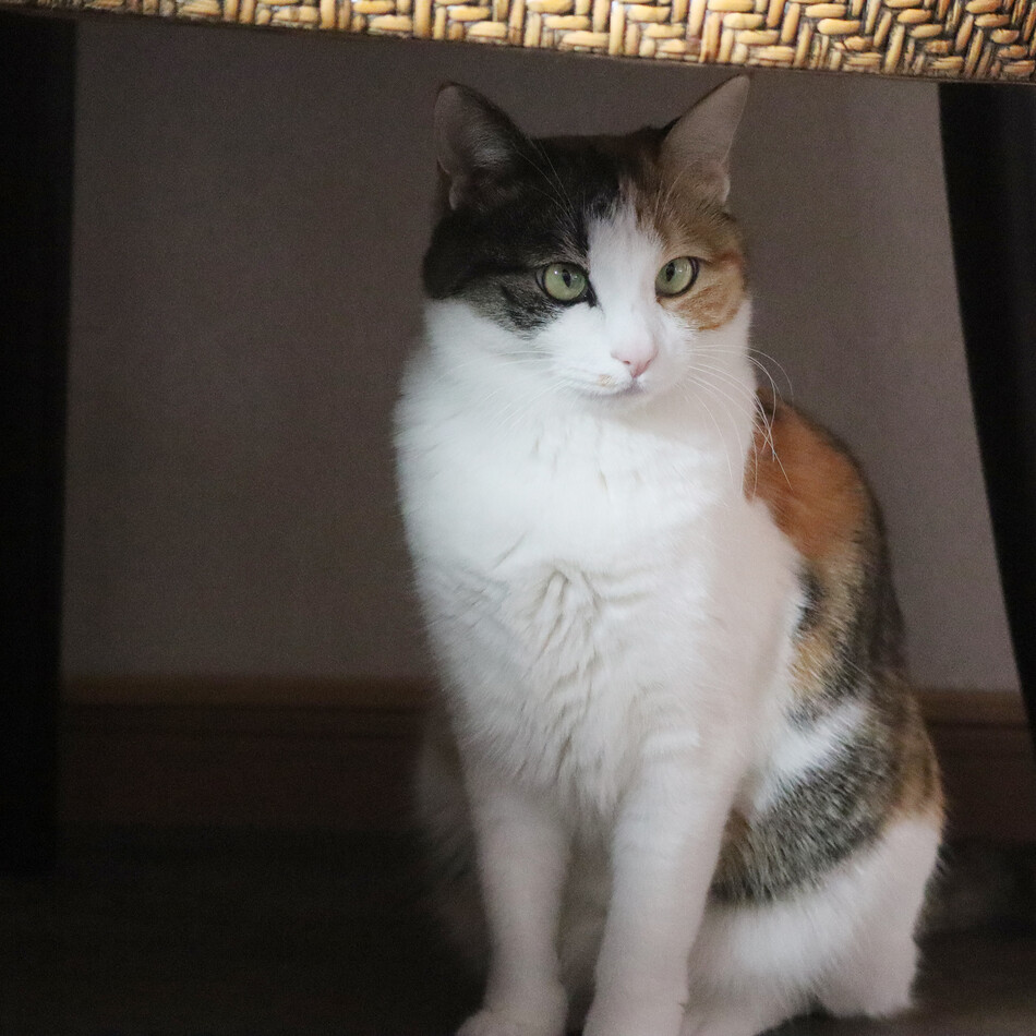 こはだのカバー写真