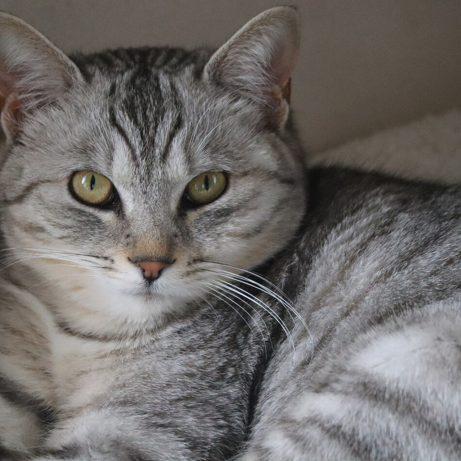 ししゃものカバー写真