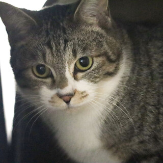 生後10か月ぐらいの兄妹猫