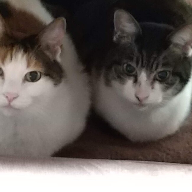 kokoron1のカバー写真