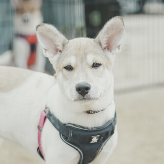 ハスキーみたいな 愛らしくて頭の良い るい♀ 