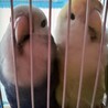 まいむまま