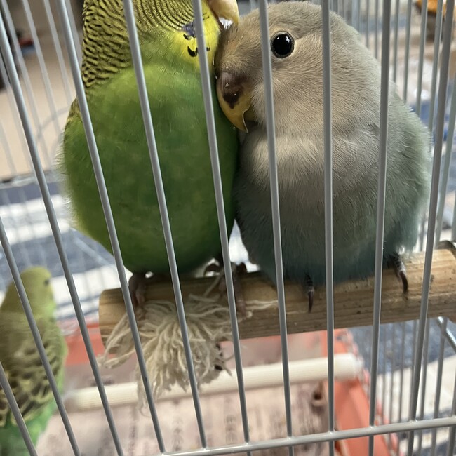 まいむままのカバー写真