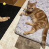 【ラペ】おかげさまで里親様が決まりました！ サムネイル3