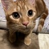 【ラペ】おかげさまで里親様が決まりました！ サムネイル4