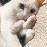 おもち