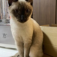 ちゃむ