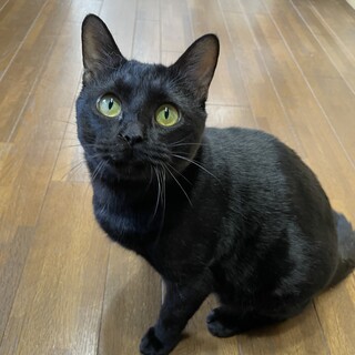 【無償譲渡】黒猫ちゃん