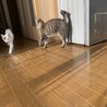 『ウク』短め尻尾に遊び好きな子