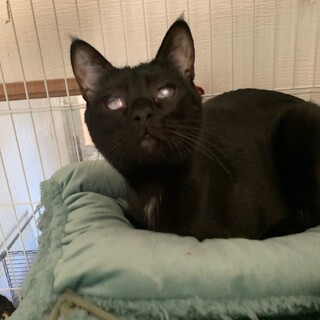 1月22日大阪天満橋保護猫譲渡会　空くぅ