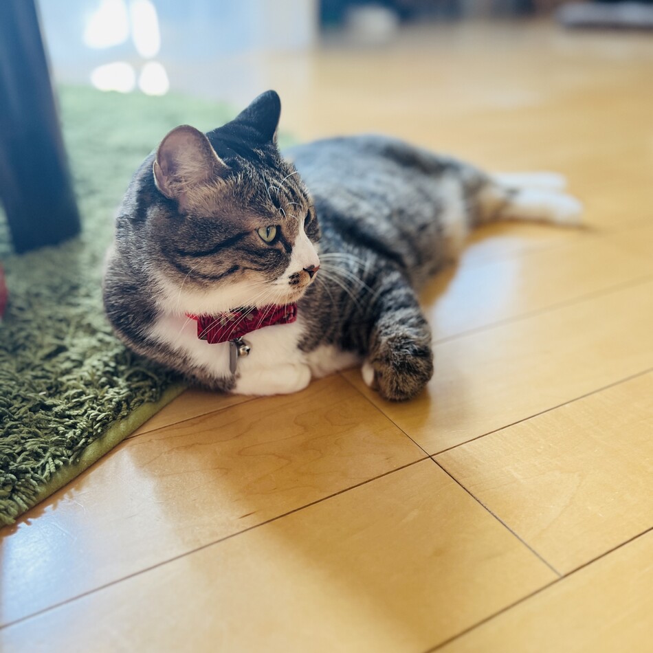 命（めい）のカバー写真