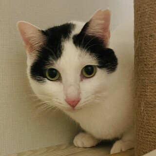 【里親さま決定】甘えん坊のはねちゃん