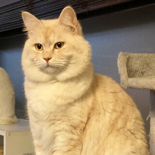 美猫さん あんあんちゃん