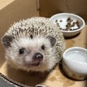 ハリネズミの男の子です！