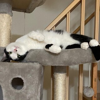 デレッデレの甘えん坊！アクア