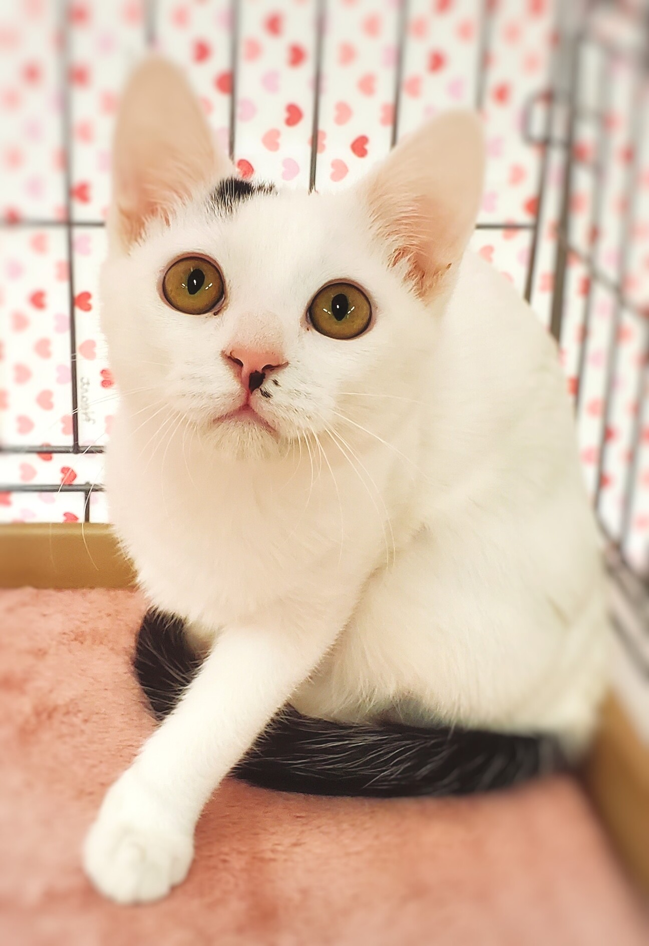 お宅の猫ちゃん作ります募集猫ネコねこペットプレゼントギフト