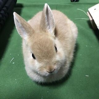 ミニウサギ　メス　抱っこ好き　交渉中