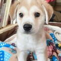 ミルクから育てた４兄妹　☆えむくん　オス　１ヶ月半