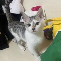 生後2ヶ月 3匹 1歳1匹 募集中です。