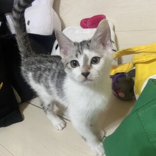 生後2ヶ月 3匹 1歳1匹 募集中です。