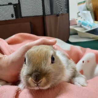 ★募集停止　師走っこ　きんとんちゃん