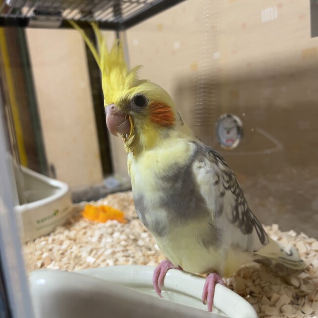 haru_kuonのカバー写真
