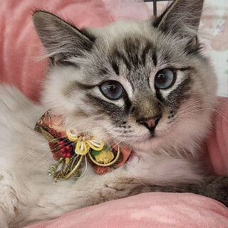 【1/22東銀座】王子くん5ヵ月♪