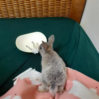 【一時停止】師走っこおもちちゃん(多頭飼育崩壊)