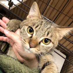 保護犬猫の譲渡会 in せとうちドッグパーク