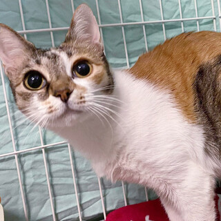 とっても人が大好き「さくらちゃん」