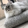 ルネ