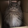ネロ