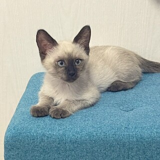 とっても可愛い シャムミックスの男の子