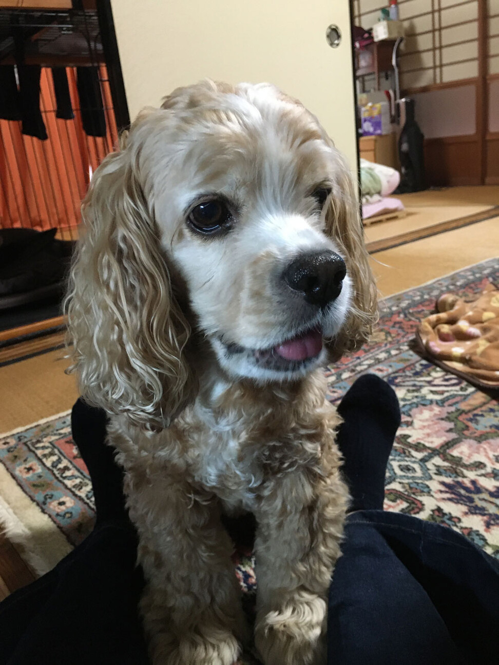 アメリカンコッカースパニエル パーティ サンディキャスト