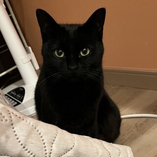 気まぐれで、甘えん坊の黒猫ママ★