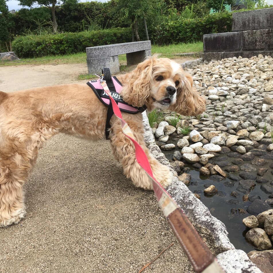 レディ（アメリカン・コッカー・スパニエル） :: ペットのおうち【里親