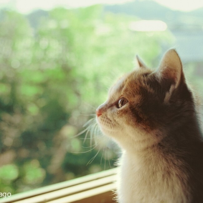 ちゃこるーのカバー写真