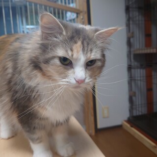 純粋ノルウエージャン女の子